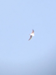 Leucophaeus pipixcan