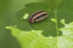 Kuschelina miniata