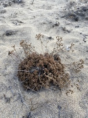 Chamaerhodos grandiflora