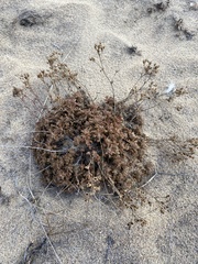 Chamaerhodos grandiflora