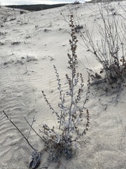 Artemisia ledebouriana
