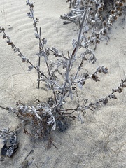 Artemisia ledebouriana