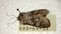 Polymixis