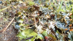 Arrhenia peltigerina