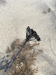 Phlojodicarpus sibiricus