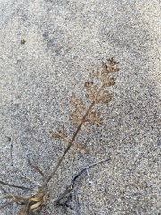 Phlojodicarpus sibiricus