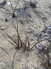 Carex sabulosa