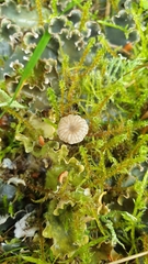 Arrhenia peltigerina