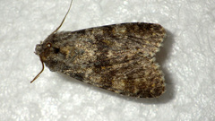Polymixis