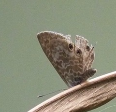 Leptotes rabefaner