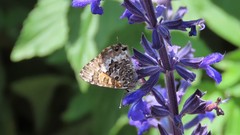 Uranothauma nubifer nubifer