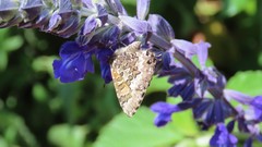 Uranothauma nubifer nubifer