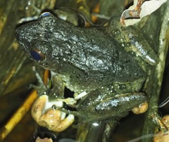 Mantidactylus