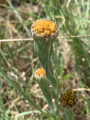 Helichrysum cephaloideum