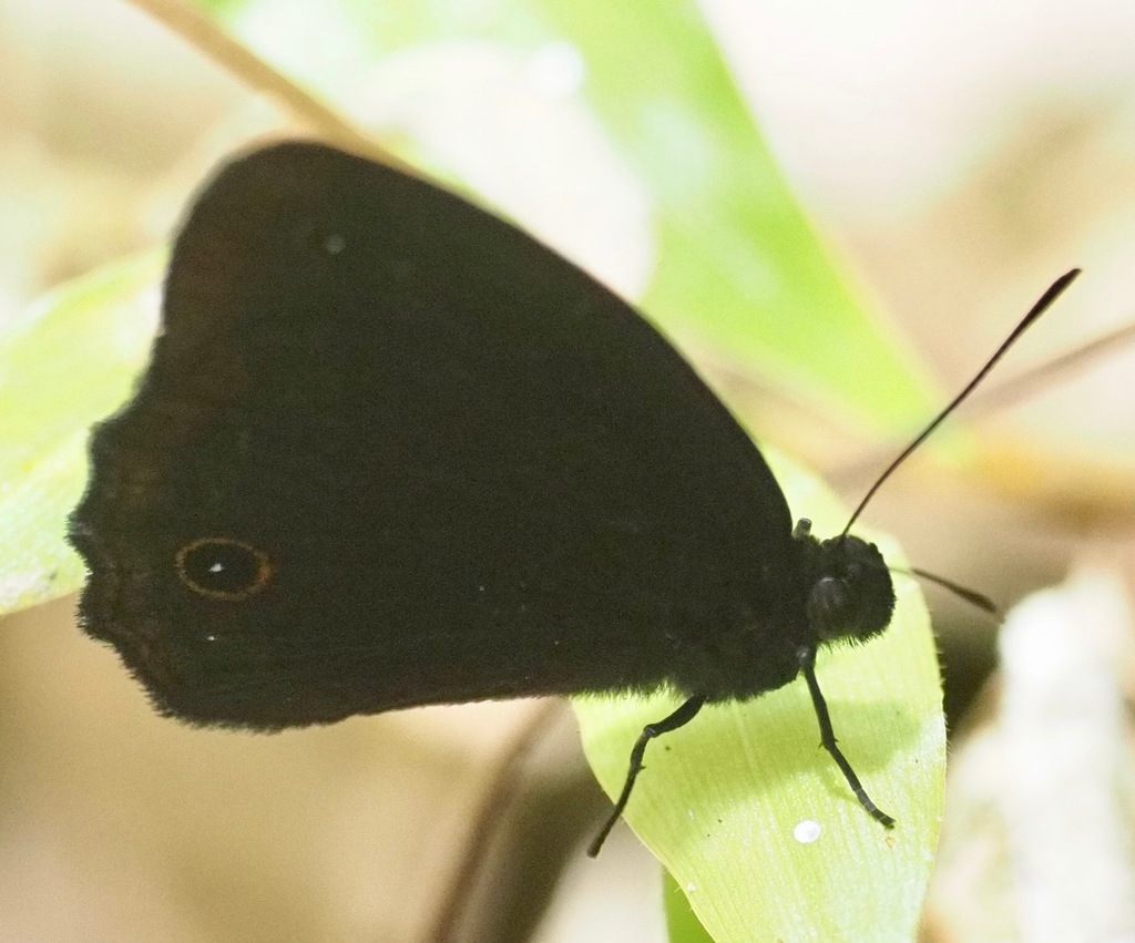 Heteropsis bicristata