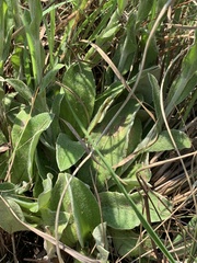 Helichrysum cephaloideum