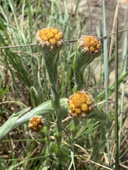 Helichrysum cephaloideum