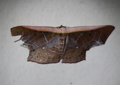 Tessarotis rubrata