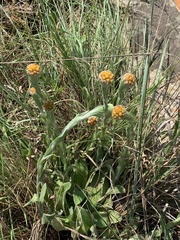 Helichrysum cephaloideum