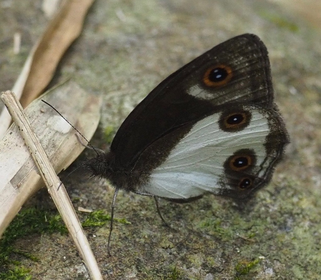 Strabena niveata