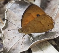 Heteropsis maeva