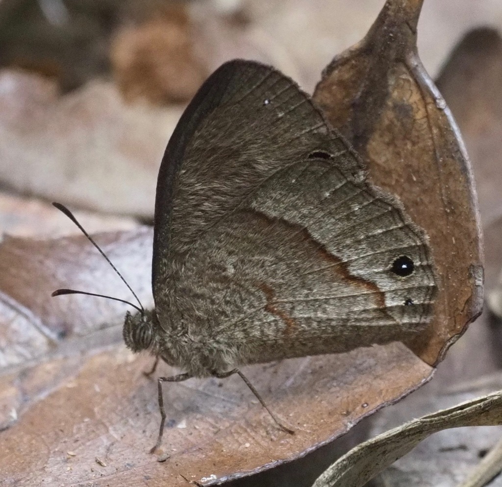 Heteropsis erebina