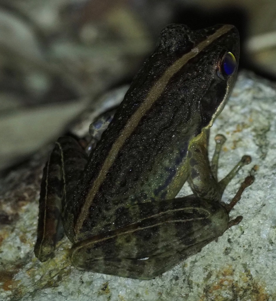 Klemmer's Madagascar Frog
