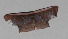 Tessarotis rubrata