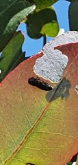 Paropsisterna agricola
