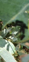 Paropsisterna agricola