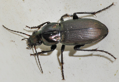 Poecilus kugelanni