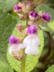 Stachydeae