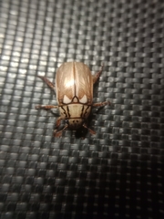 Anoplognathus abnormis