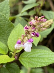 Stachydeae