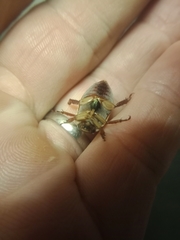 Anoplognathus abnormis