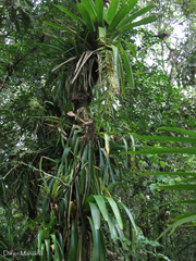 Tillandsia excelsa