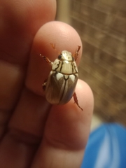 Anoplognathus abnormis