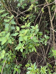 Stachydeae