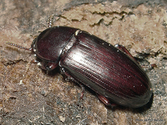 Uloma tenebrionoides
