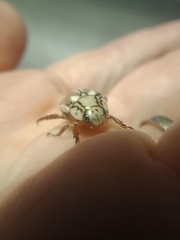Anoplognathus abnormis
