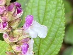 Stachydeae