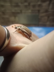 Anoplognathus abnormis