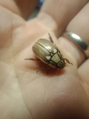 Anoplognathus abnormis