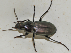 Poecilus kugelanni
