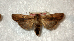Lithophane socia