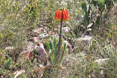 Cyrtanthus obliquus