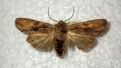 Lithophane socia