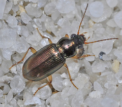 Pogonus chalceus