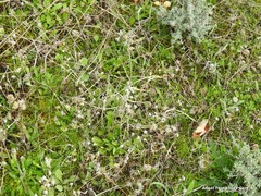 Helianthemum ledifolium