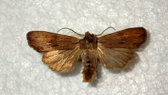 Lithophane socia